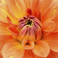 Buy canvas prints of  Just peachy, my Dahlia. by Annabelle Ward