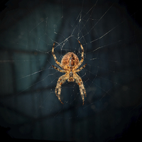 Buy canvas prints of Spider on Web. by Annabelle Ward