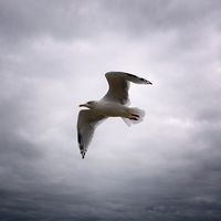 Buy canvas prints of  Seagull Soaring. by Annabelle Ward