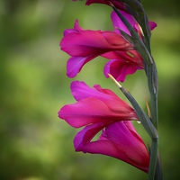 Buy canvas prints of  Wild Pink Gladioli. by Annabelle Ward