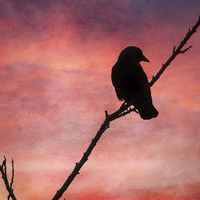 Buy canvas prints of  Jackdaw Sunset. by Annabelle Ward