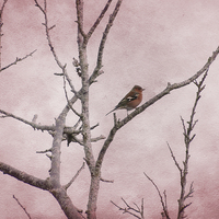 Buy canvas prints of  Chaffinch and Pink Sky. by Annabelle Ward