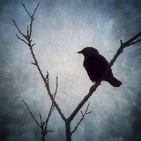 Buy canvas prints of  Jackdaw on Grey. by Annabelle Ward
