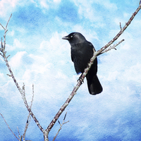 Buy canvas prints of  Jackdaw on Blue. by Annabelle Ward