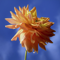 Buy canvas prints of  Dahlia Smile. by Annabelle Ward