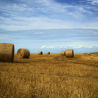 Buy canvas prints of  Straw Bale Fields Forever. by Annabelle Ward