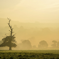 Buy canvas prints of  Misty Autumn Morning Tree. by Annabelle Ward