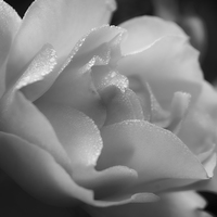 Buy canvas prints of  The Black And White Rose. by Annabelle Ward