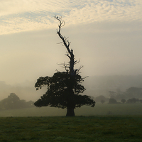 Buy canvas prints of One Misty Autumn Tree. by Annabelle Ward
