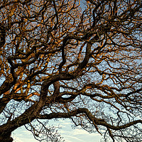 Buy canvas prints of Twisted Winter Tree. by Annabelle Ward