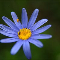 Buy canvas prints of Blue Daisy by Adrian Thurm