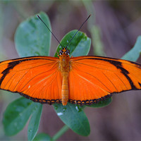 Buy canvas prints of Orange Butterfly by Adrian Thurm