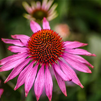 Buy canvas prints of Pink Flower by Adrian Thurm