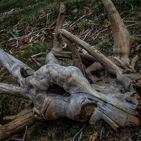 Buy canvas prints of Dead Wood by Adrian Thurm