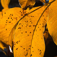 Buy canvas prints of Walnut leaf in warm autumn light by Sergiu Gabriel Mihu
