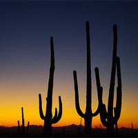 Buy canvas prints of Arizona Sunset by Claudio Del Luongo