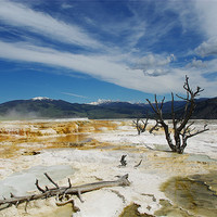 Buy canvas prints of Dry trees, Yellowstone by Claudio Del Luongo