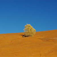 Buy canvas prints of Lonely plant on orange rock plateau under blue sky by Claudio Del Luongo