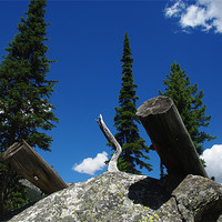 Buy canvas prints of Logs on rock boulder, trees and intense blue sky by Claudio Del Luongo