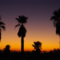 Buy canvas prints of Arizona sunset with palms by Claudio Del Luongo