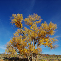 Buy canvas prints of Lonely tree near Harris Wash, Utah by Claudio Del Luongo