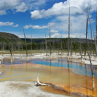 Buy canvas prints of Dry trees in thermal waters, Yellowstone by Claudio Del Luongo