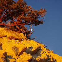 Buy canvas prints of Tree and Moon on Rock at sunrise by Claudio Del Luongo