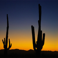 Buy canvas prints of Saguaro sunset near Tucson, Arizona by Claudio Del Luongo