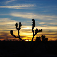 Buy canvas prints of Joshua sunrise, Nevada by Claudio Del Luongo