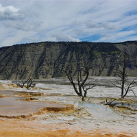 Buy canvas prints of Dry trees on thermal grounds, Yellowstone by Claudio Del Luongo