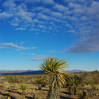 Buy canvas prints of Desert scenery, Nevada by Claudio Del Luongo