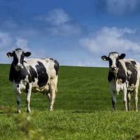Buy canvas prints of Springtime Dairy Cows by Chris Archer