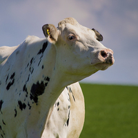 Buy canvas prints of Scottish Dairy Cow by Chris Archer