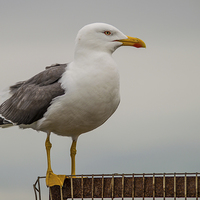 Buy canvas prints of Gull on the Edge by Chris Archer