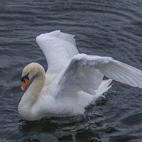 Buy canvas prints of Settling Swan by Chris Archer