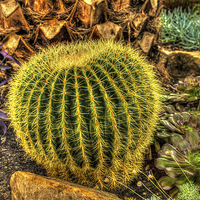 Buy canvas prints of  Botanical Cactus by Chris Archer