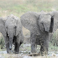 Buy canvas prints of Elephants making a splash by Keith Furness