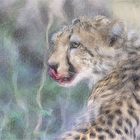 Buy canvas prints of Licking Leopard by Keith Furness