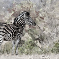 Buy canvas prints of Zebra In The Wild by Keith Furness