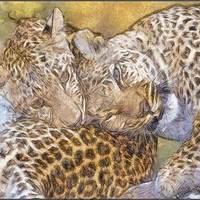 Buy canvas prints of Loving Leopards by Keith Furness