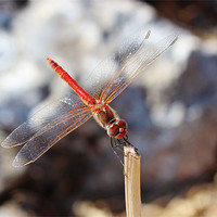 Buy canvas prints of Red Veined Darter Dragonfly by Paula Guy