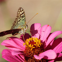Buy canvas prints of Butterfly on a pink flower by Paula Guy
