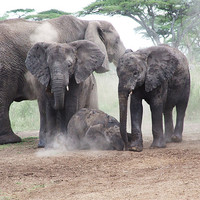 Buy canvas prints of Elephant Family Dust Bath by Paula Guy