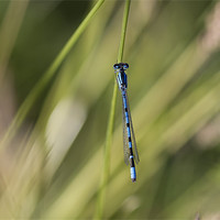 Buy canvas prints of Blue Damsel Fly by Philip Berry