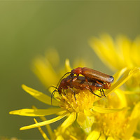 Buy canvas prints of Soldier Beetles Mating by Philip Berry