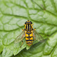 Buy canvas prints of Hover Fly by Philip Berry