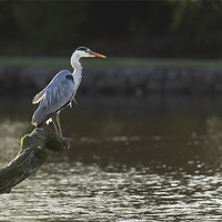 Buy canvas prints of Grey Heron Fishing by Philip Berry