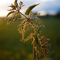 Buy canvas prints of Jaggy Nettles by craig beattie