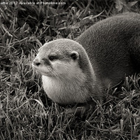 Buy canvas prints of Cheeky Otter by craig beattie