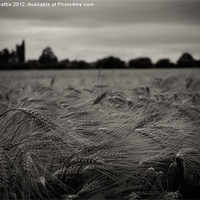 Buy canvas prints of Black and White Corn Field by craig beattie